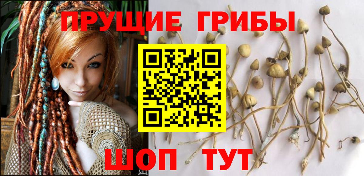 Галлюциногенные грибы Cubensis  Вход с VPN  Новошахтинск 